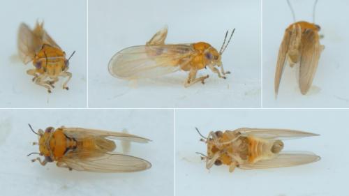 Ctenarytaina sp.